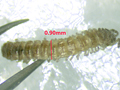Brachydesmus superus
